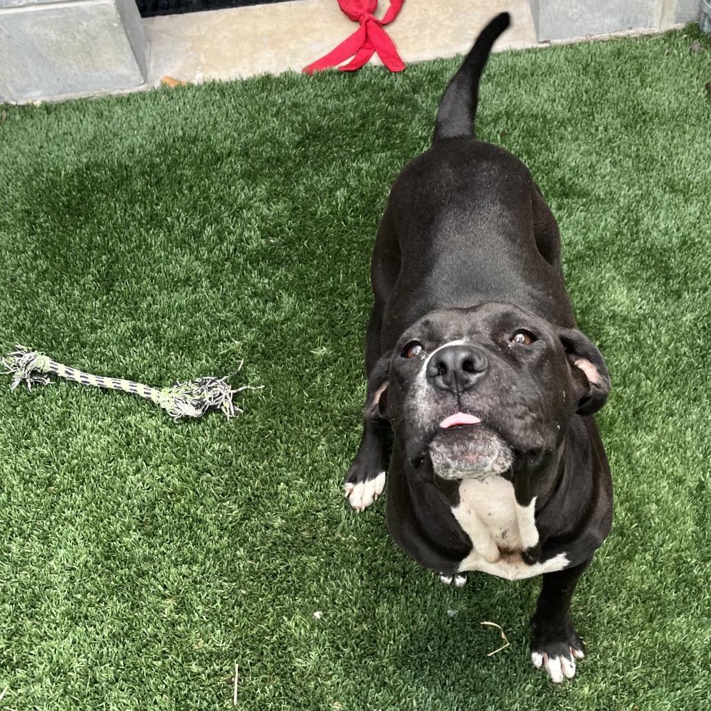 Roxy, a Adoptable Pit Bull Terrier in Richmond Hill, GA image 2/6