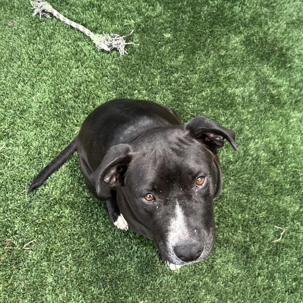 Roxy, a Adoptable Pit Bull Terrier in Richmond Hill, GA image 3/6
