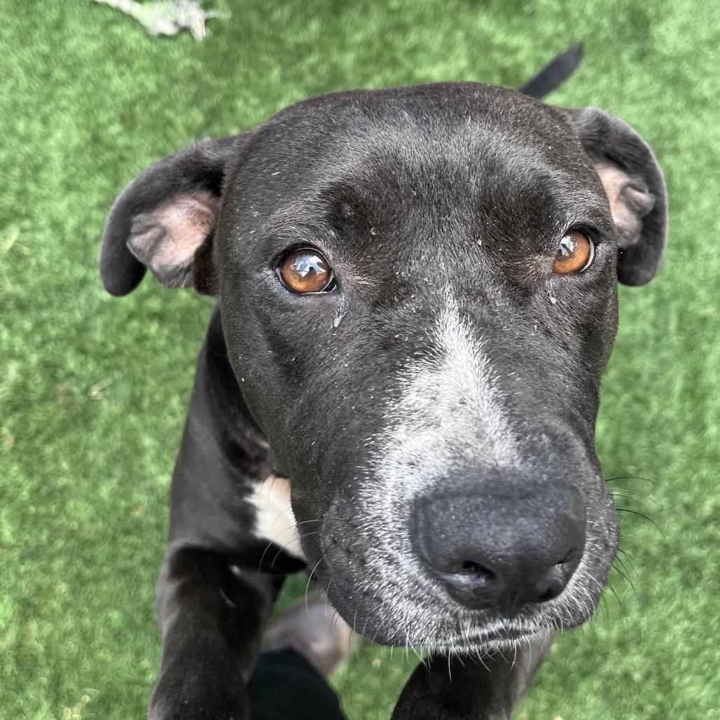Roxy, a Adoptable Pit Bull Terrier in Richmond Hill, GA image 5/6