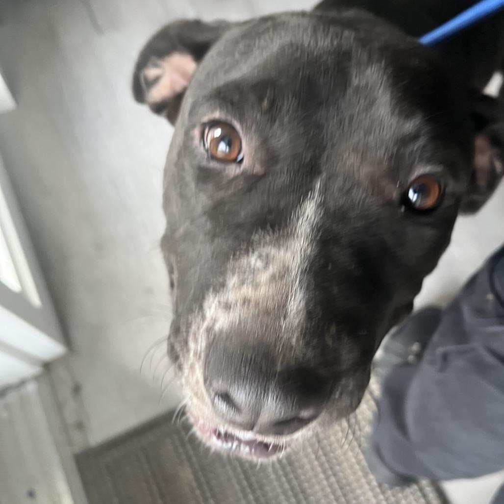 Roxy, a Adoptable Pit Bull Terrier in Richmond Hill, GA image 6/6