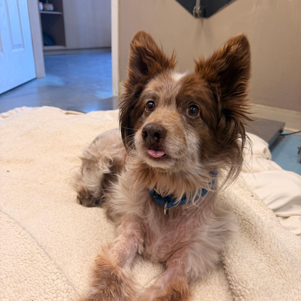 RASCAL, a Adoptable mixed breed in Pagosa Springs, CO image 1/2