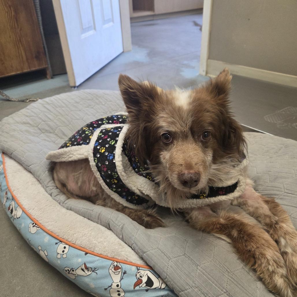 RASCAL, Adoptable, Adult Male Australian Shepherd & Husky.
