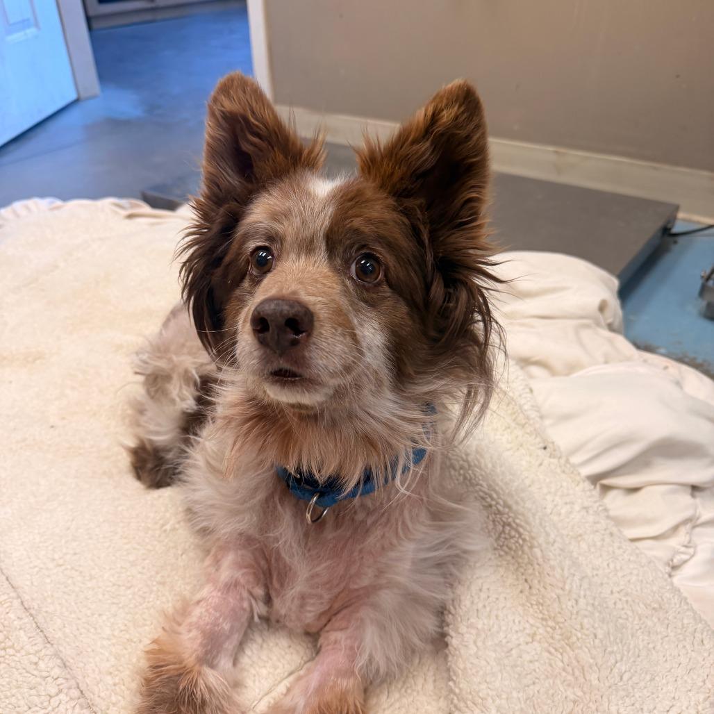 RASCAL, a Adoptable mixed breed in Pagosa Springs, CO image 2/2