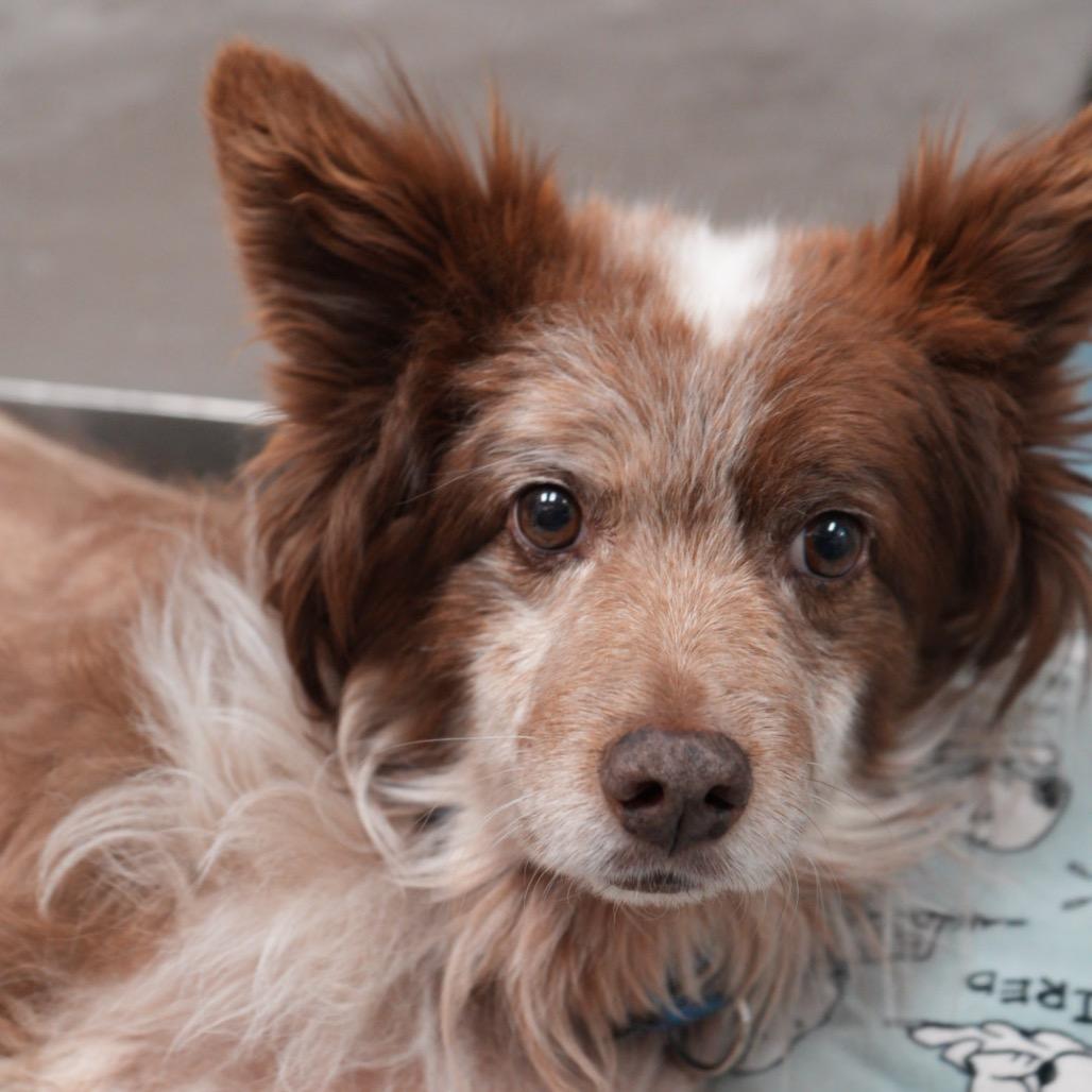 Enlarge RASCAL, a Adoptable mixed breed in Pagosa Springs, CO image 3/4
