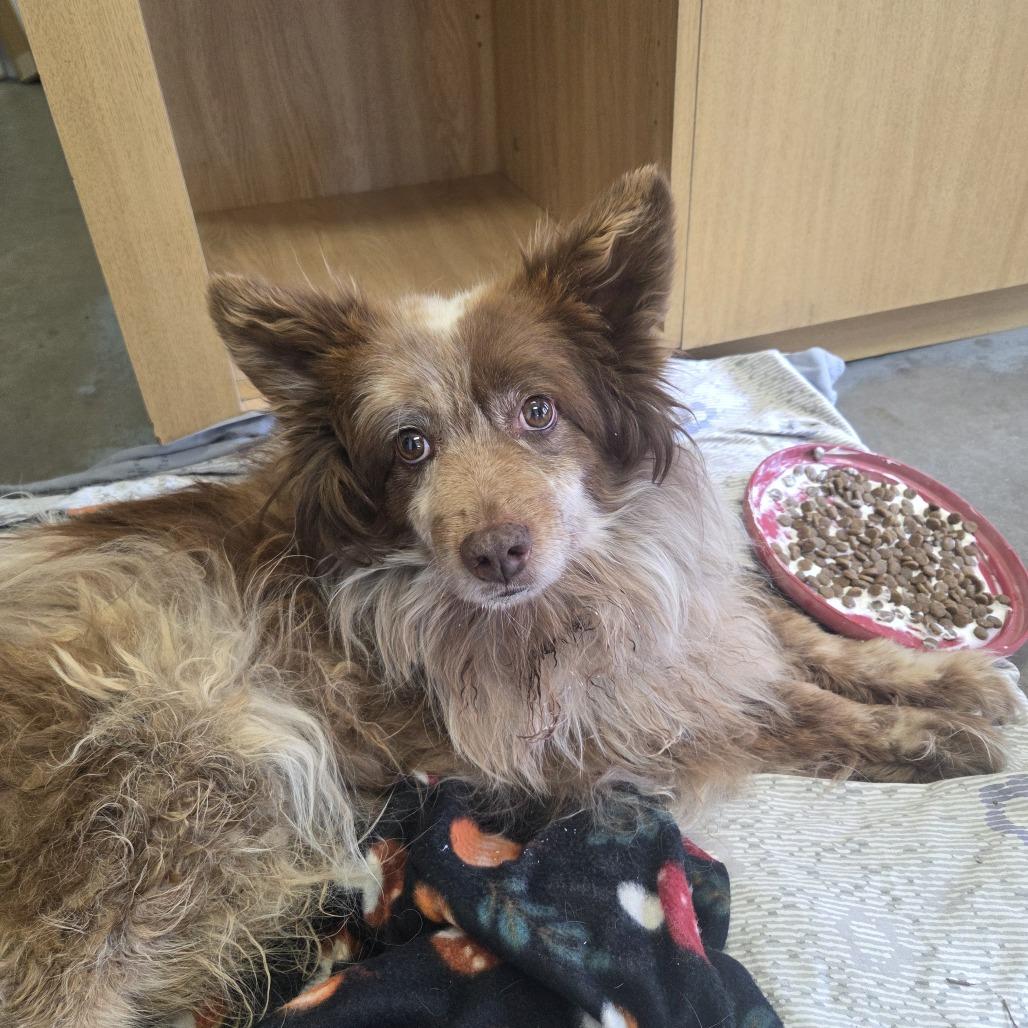 Enlarge RASCAL, a Adoptable mixed breed in Pagosa Springs, CO image 2/2