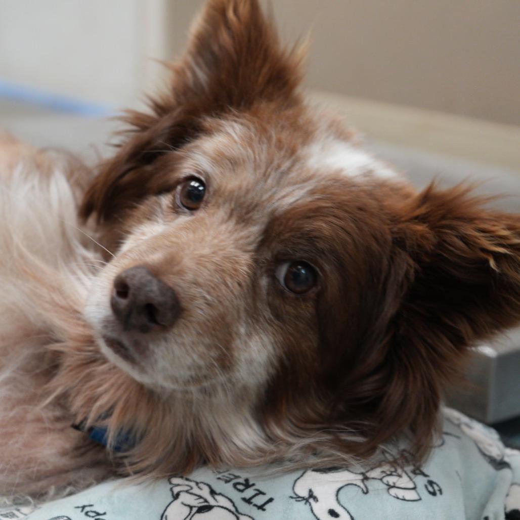 Enlarge RASCAL, a Adoptable mixed breed in Pagosa Springs, CO image 4/4