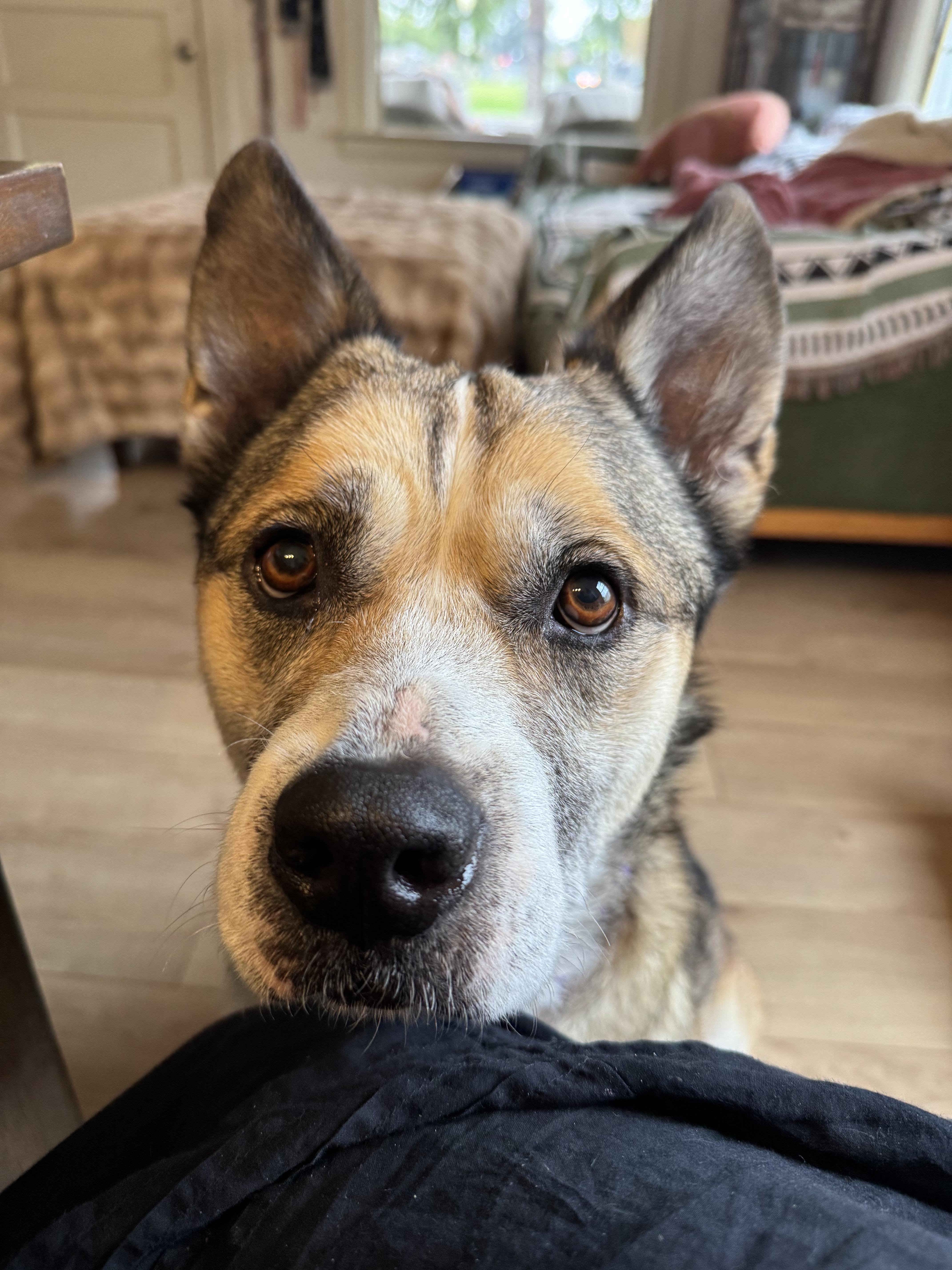 ROSIE, Adoptable, Senior Female Husky & Shepherd.