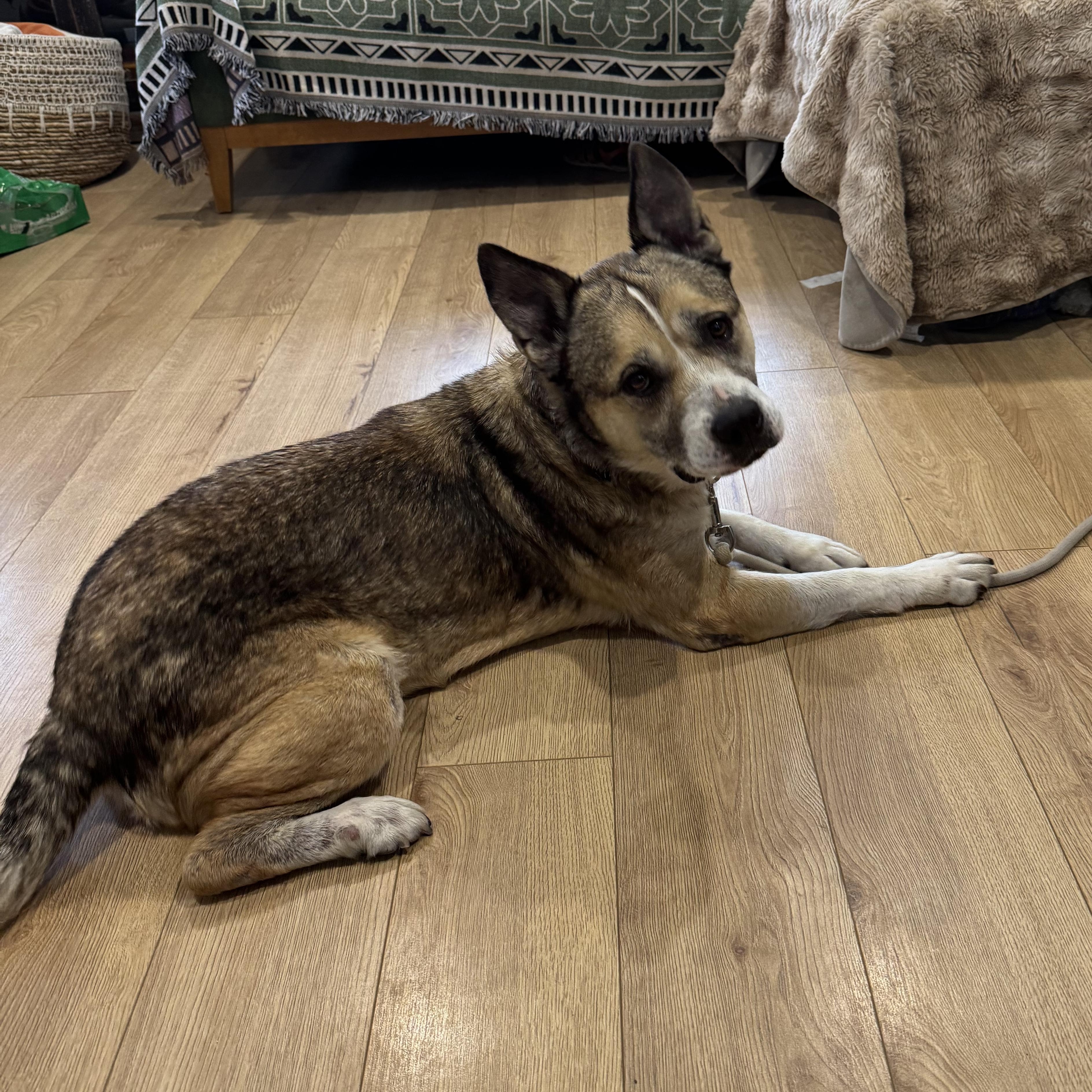 Enlarge ROSIE, a Adoptable mixed breed in Pasadena, CA image 3/5