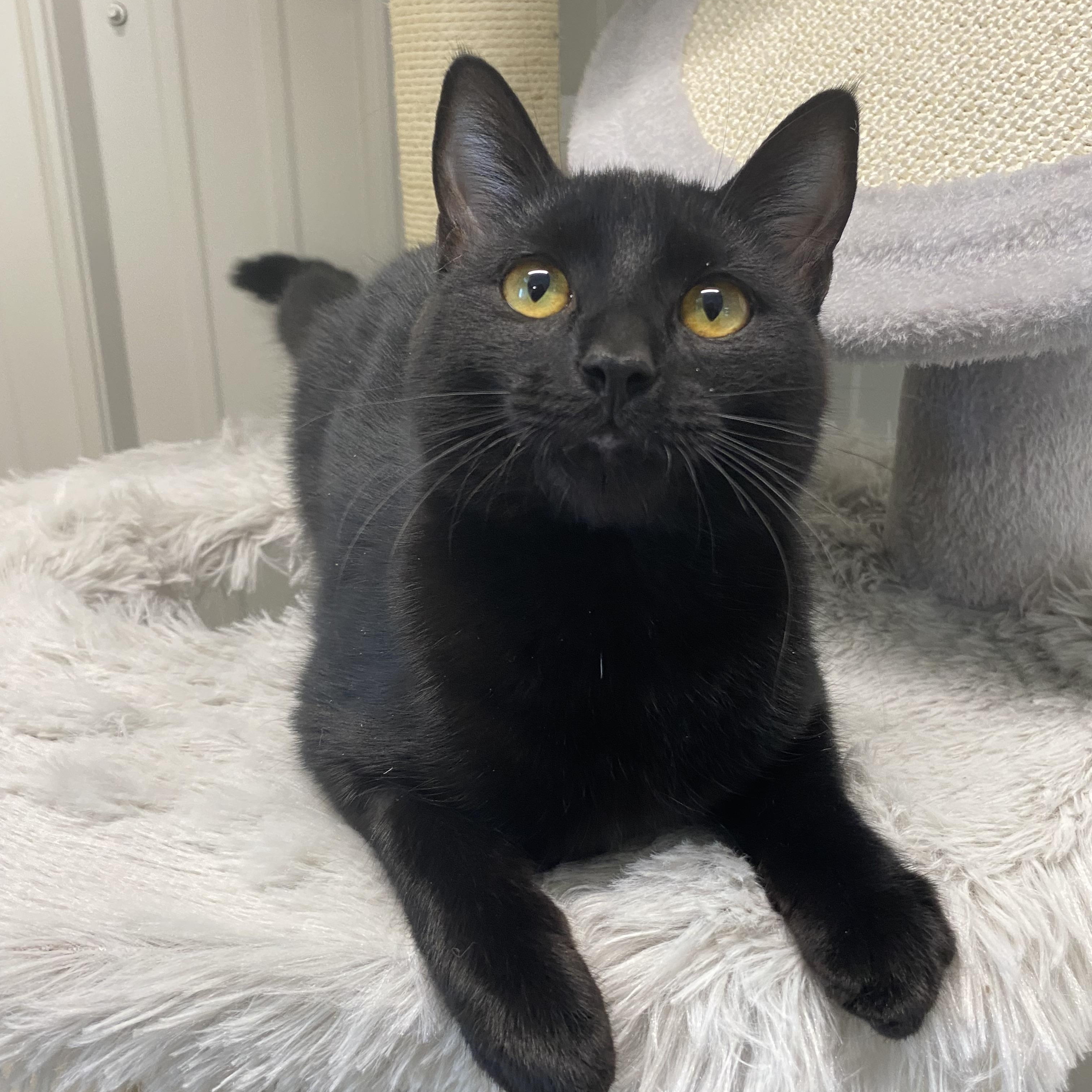 Freya, ADOPTABLE, Young Female Domestic Short Hair.