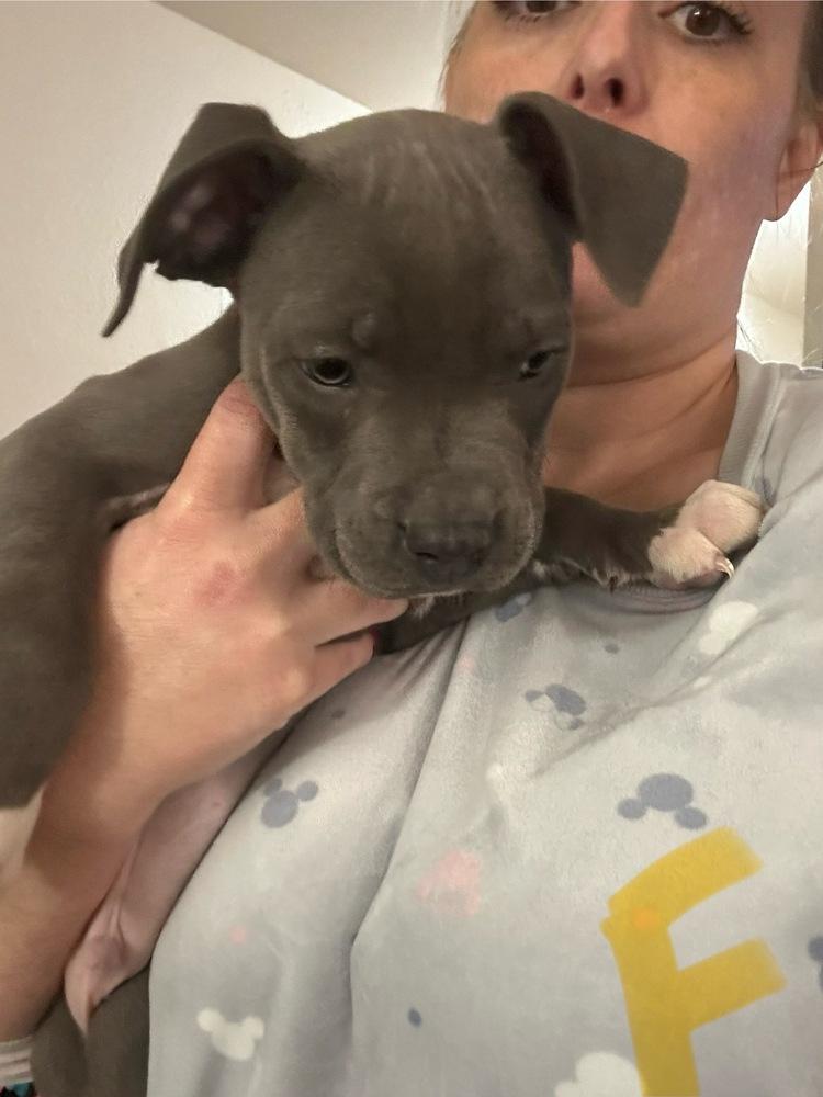 Fred, Adoptable, Puppy Male Pit Bull Terrier.