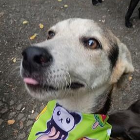 Enlarge Gabriel, a Adoptable mixed breed in Albion, NY image 3/4