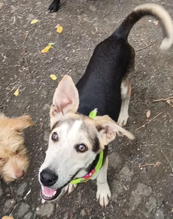 Enlarge Gabriel, a Adoptable mixed breed in Albion, NY image 2/4