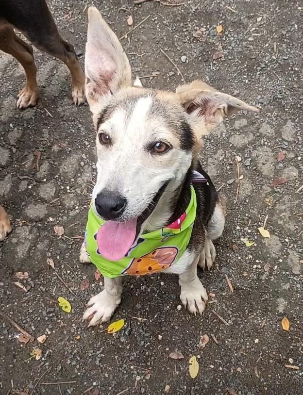 Enlarge Gabriel, a Adoptable mixed breed in Albion, NY image 4/4