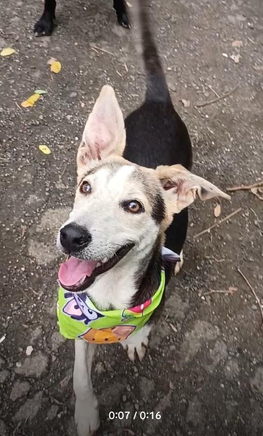 Gabriel, Adoptable, Young Male Corgi.