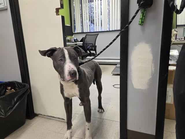 CORMAC, Adoptable, Young Male Pit Bull Terrier.