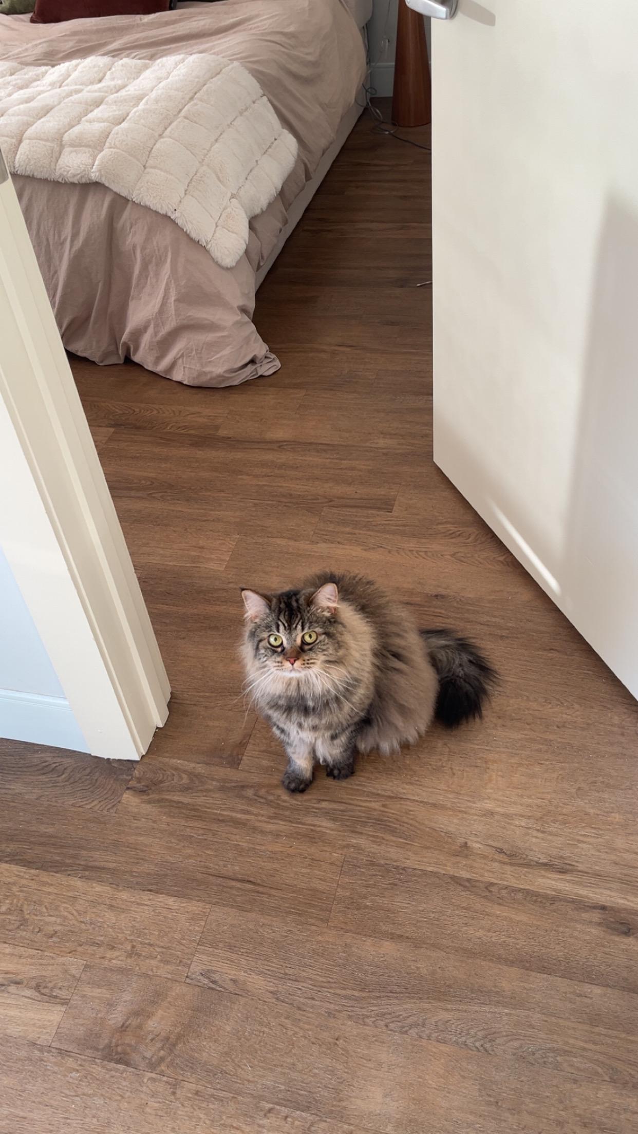 Enlarge Bihter, a ADOPTABLE Siberian in Medford, MA image 3/4