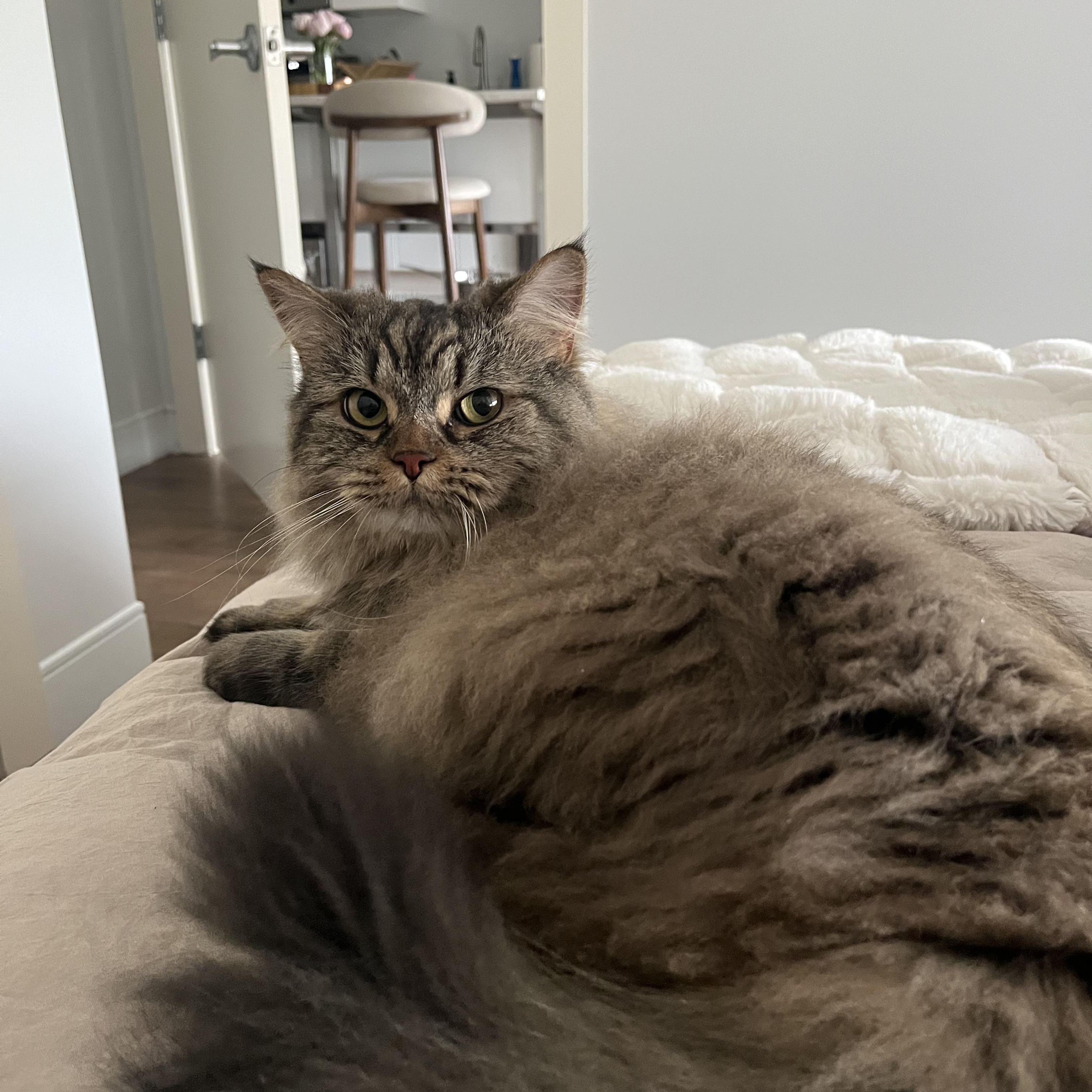 Bihter, ADOPTABLE, Young Female Siberian.