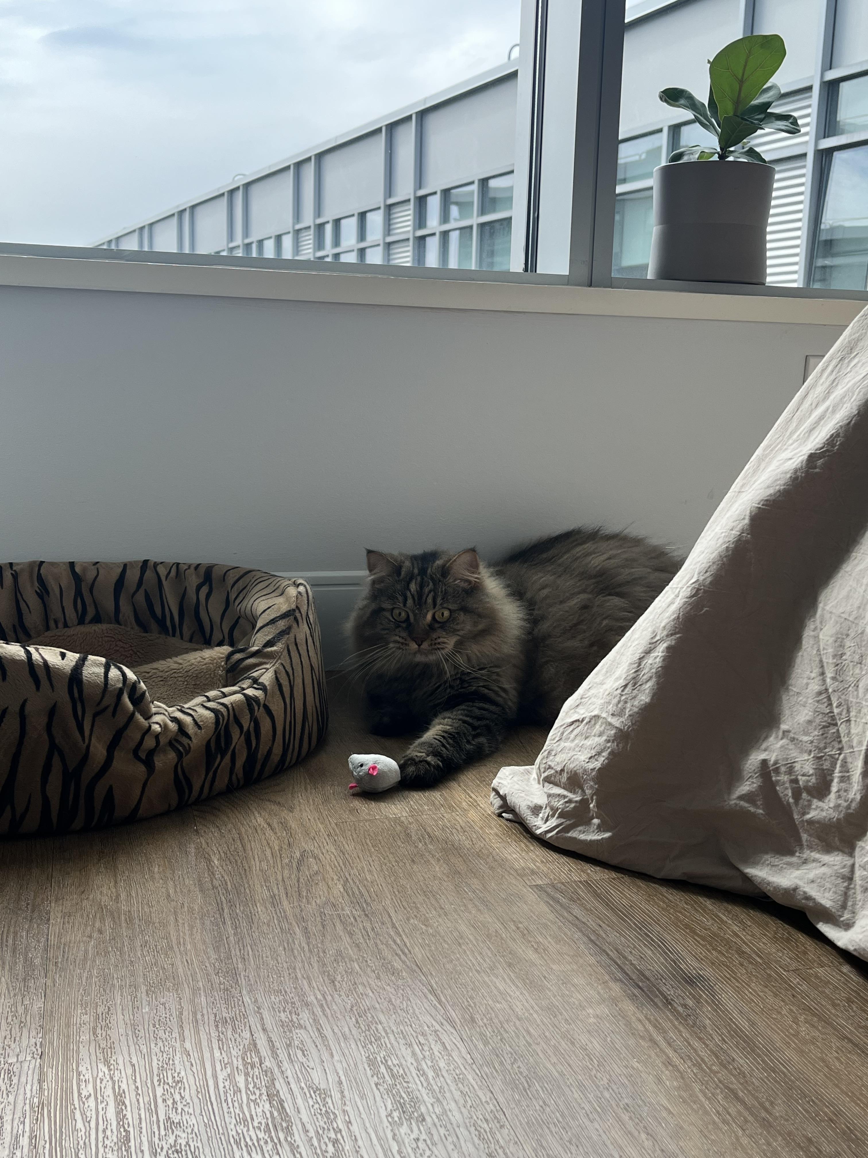 Enlarge Bihter, a ADOPTABLE Siberian in Medford, MA image 2/4