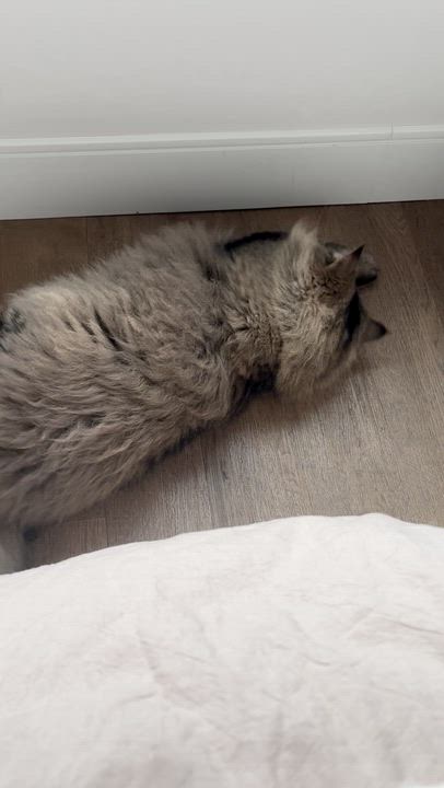 Enlarge Bihter, a ADOPTABLE Siberian in Medford, MA video 4/4