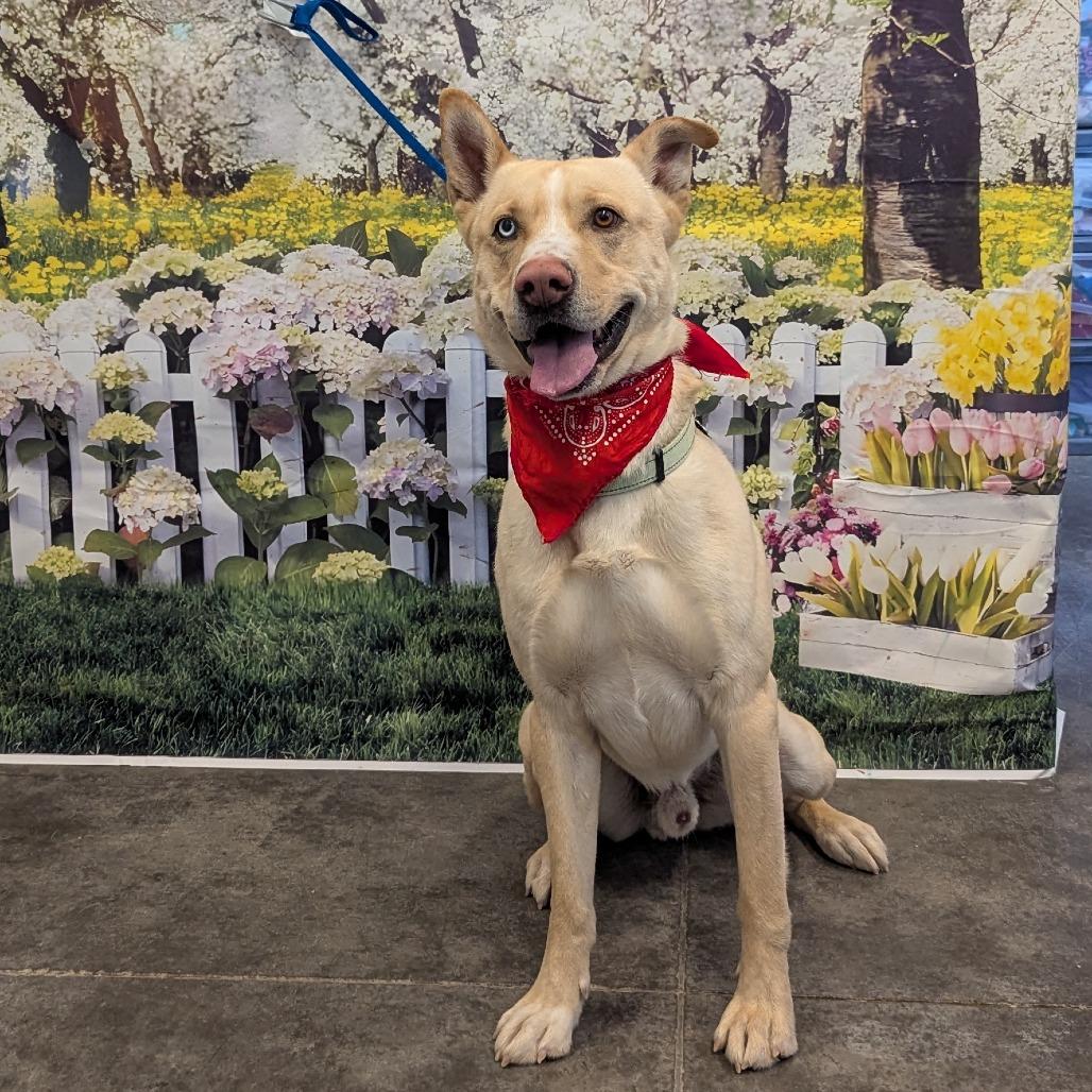 Enlarge Bond, a Adoptable mixed breed in Show Low, AZ image 1/4