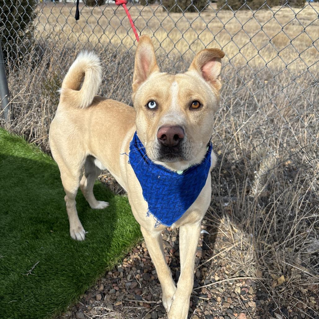 Enlarge Bond, a Adoptable mixed breed in Show Low, AZ image 2/4