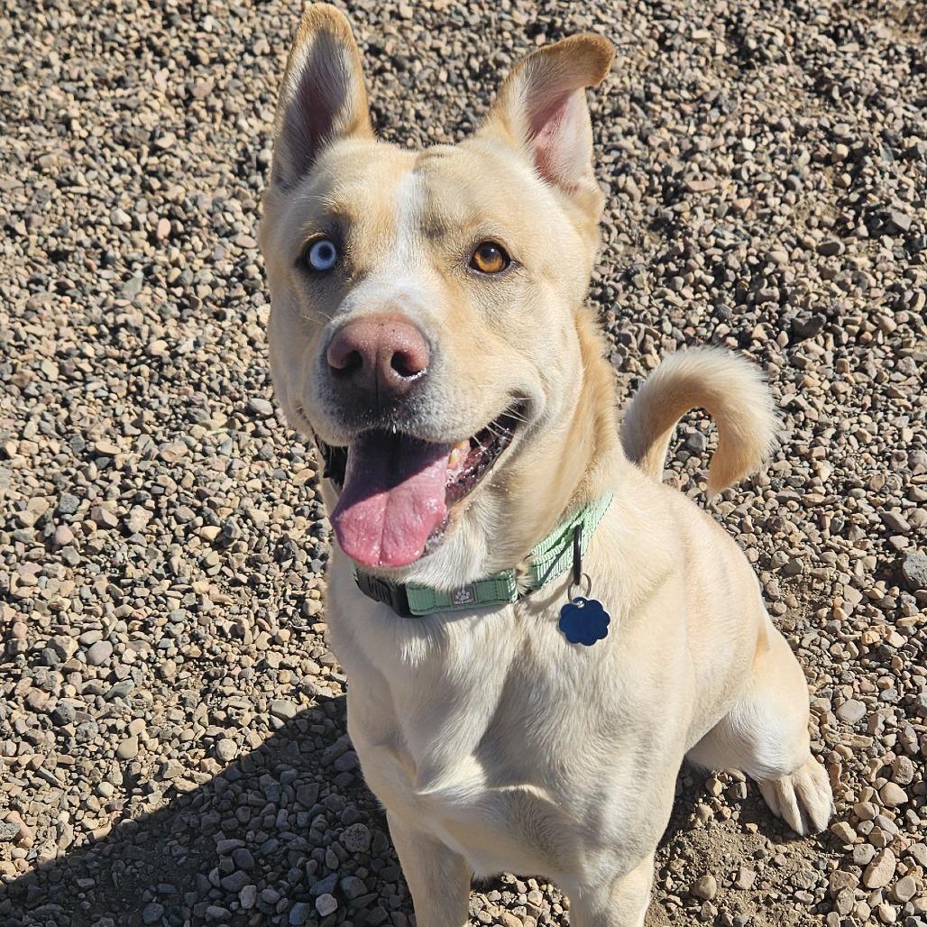 Enlarge Bond, a Adoptable mixed breed in Show Low, AZ image 4/4