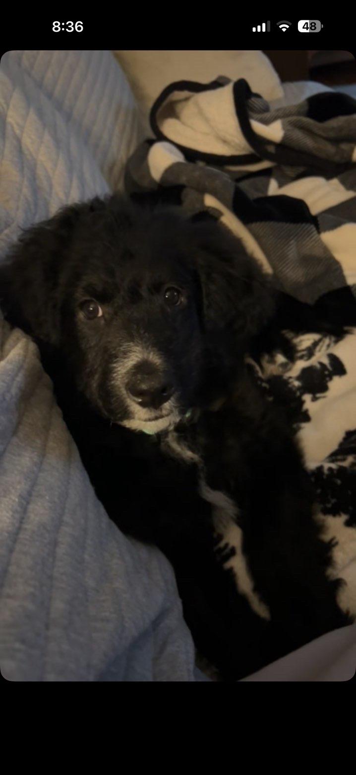 Olive, Adopted, Young Female Standard Poodle & Bernese Mountain Dog.