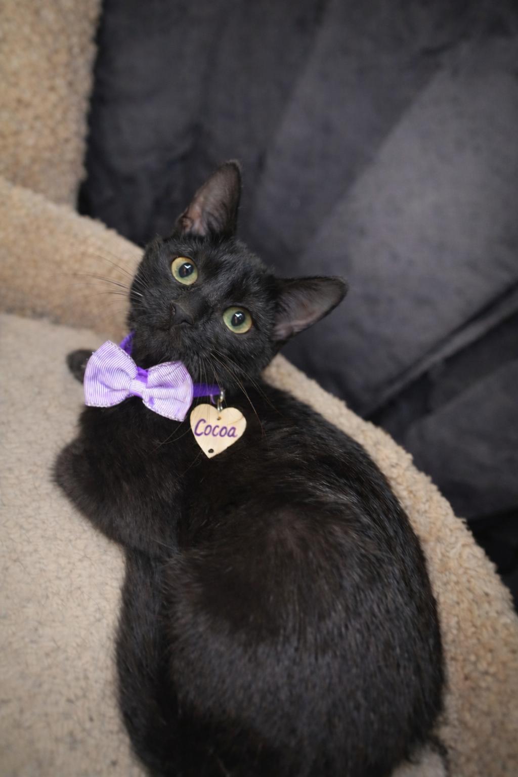 Enlarge Cocoa, a Adoptable Bombay in Paulina, LA image 1/1