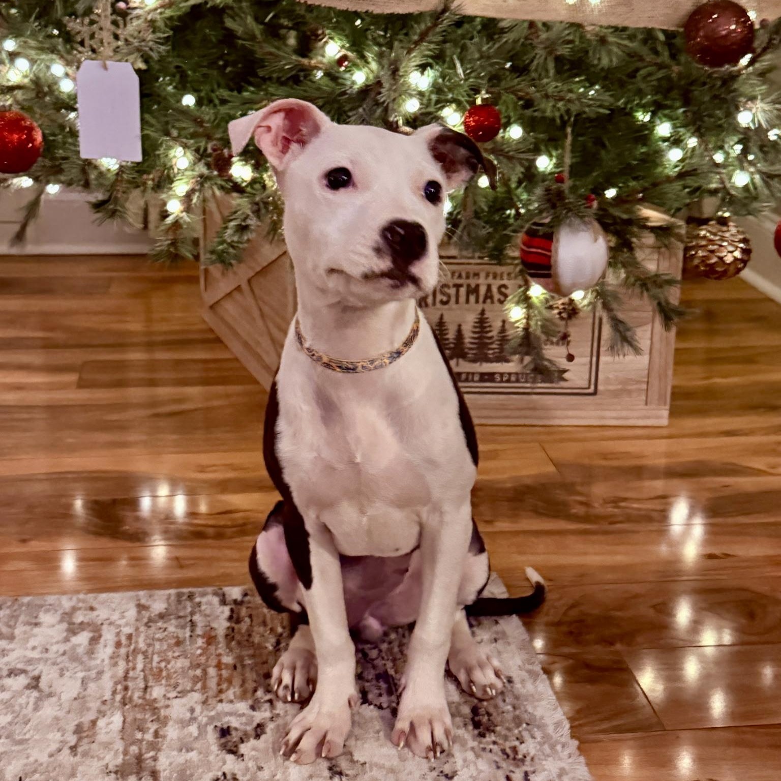 Laney, a Adoptable mixed breed in Waxhaw, NC image 1/3