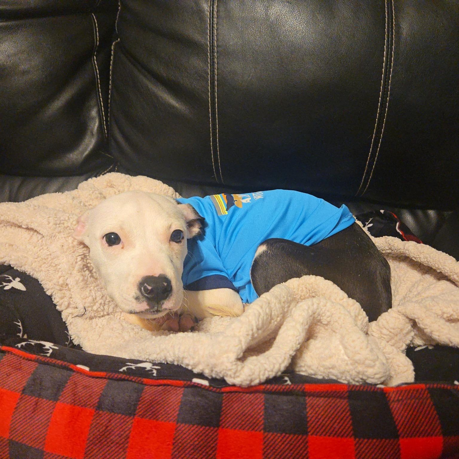 Laney, a Adoptable mixed breed in Waxhaw, NC image 3/3