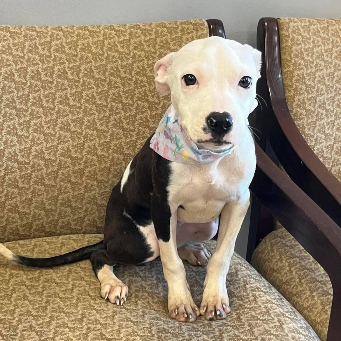 Laney, a Adoptable mixed breed in Waxhaw, NC image 2/3