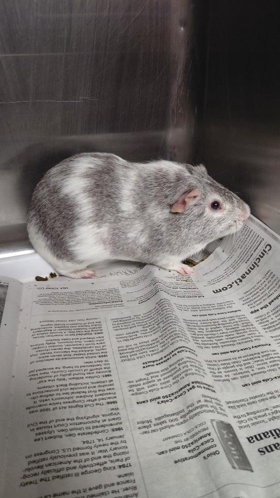 Toby, Adoptable, Young Male Guinea Pig.