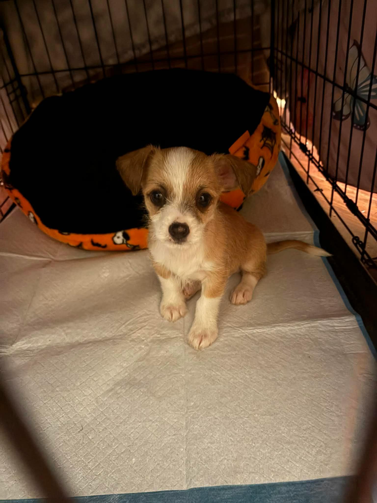 Ringo, adopted, Puppy Male Terrier.