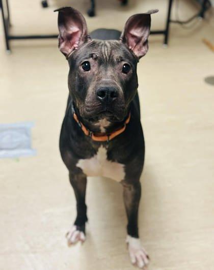 Shadow — thumbnail 2