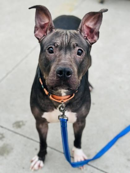 Shadow — thumbnail 3