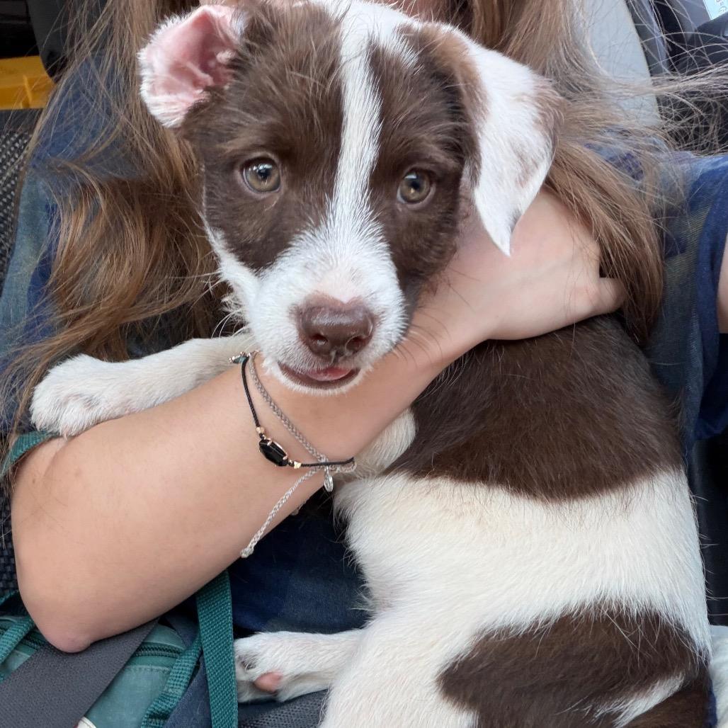 Benny C-34108, Adoptable, Puppy Male Cattle Dog & Mixed Breed.