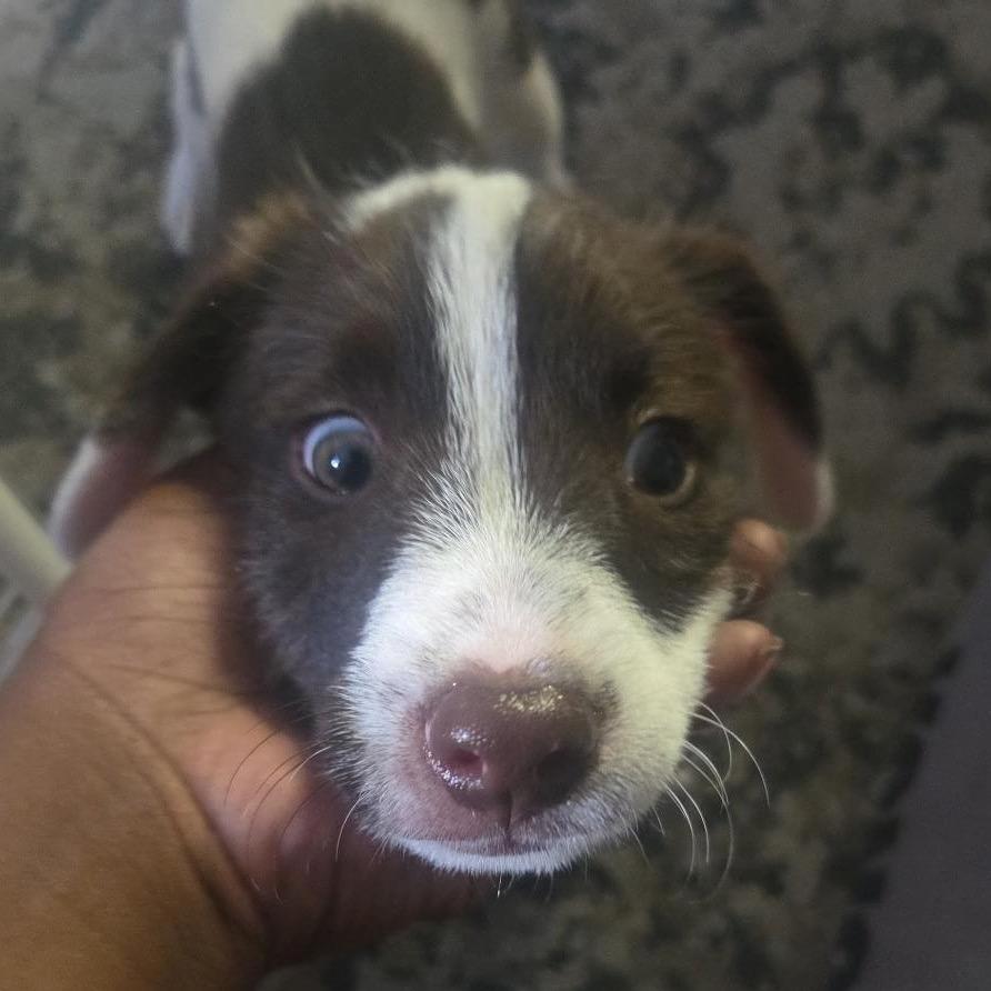 Enlarge Benny C-34108, a Adoptable mixed breed in Oklahoma City, OK image 2/6