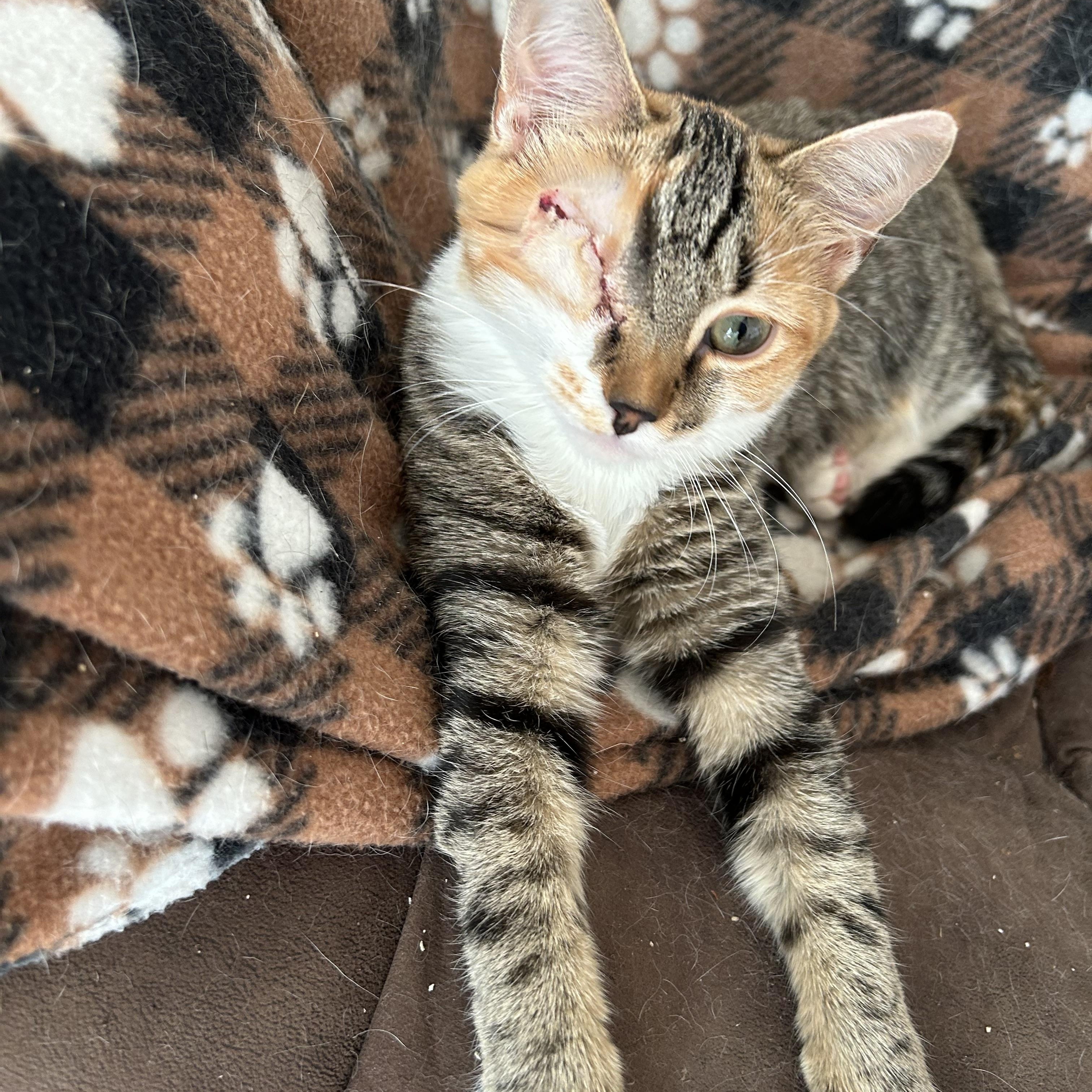Tiger Lily, Adoptable, Kitten Female Tabby.