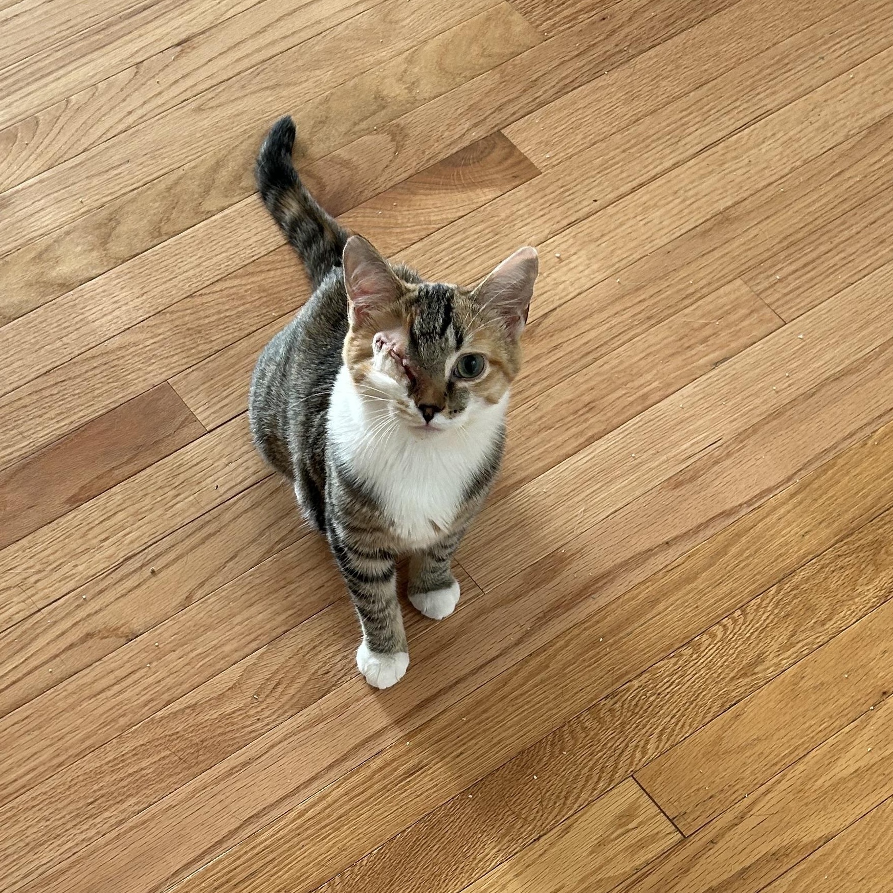 Tiger Lily, a Adoptable Tabby in Frederick, MD image 2/3