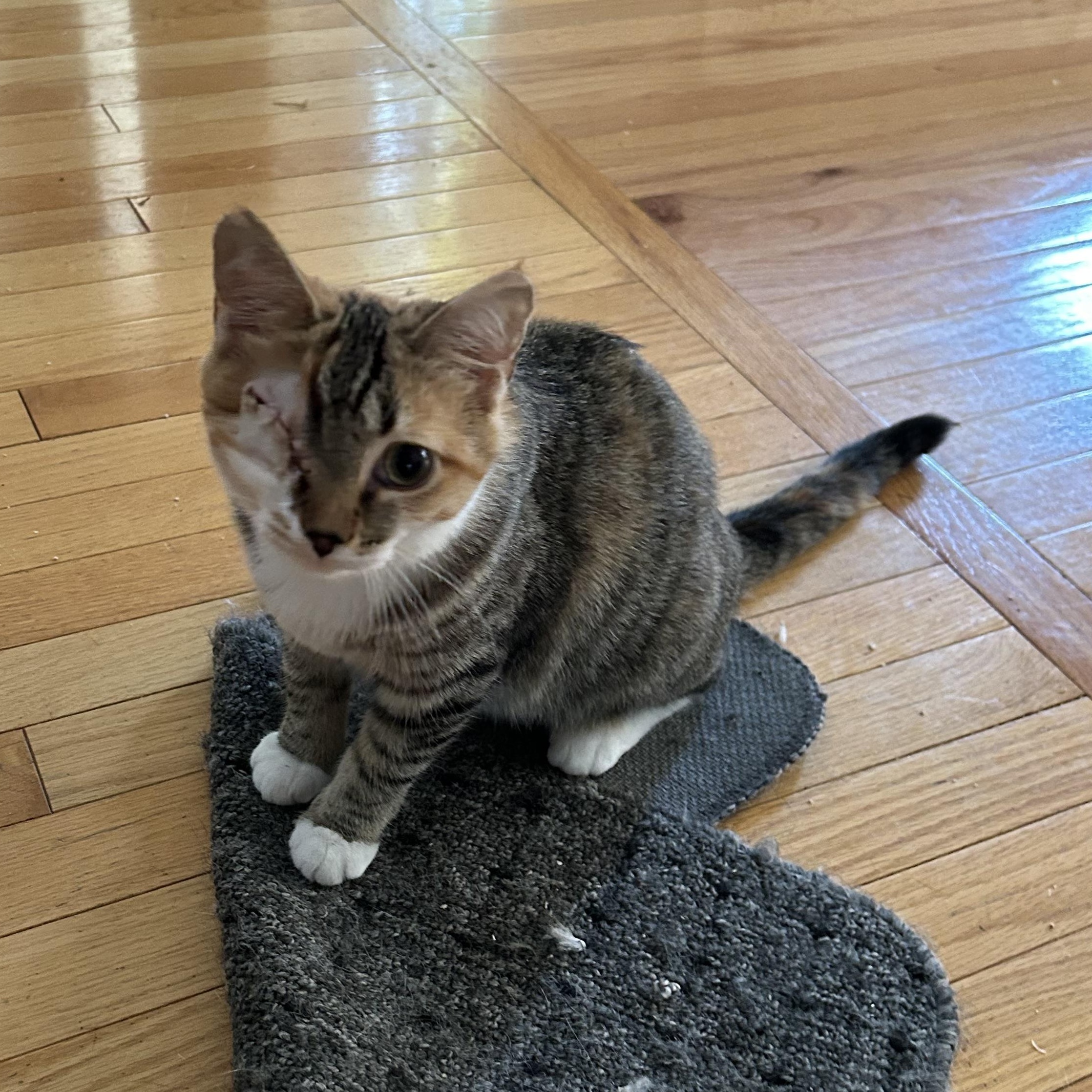 Tiger Lily, a Adoptable Tabby in Frederick, MD image 3/3