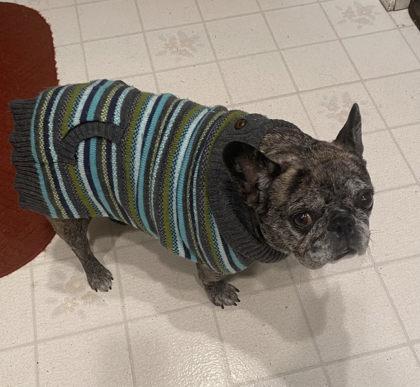 SOPHIE LaPAW, a Adoptable French Bulldog in Bonney Lake, WA image 2/3