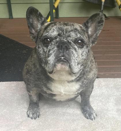 SOPHIE LaPAW, a Adoptable French Bulldog in Bonney Lake, WA image 3/3