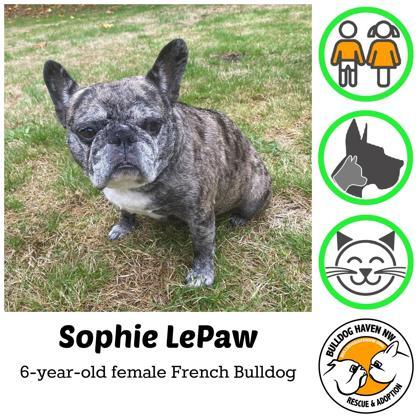 SOPHIE LaPAW, Adoptable, Adult Female French Bulldog.