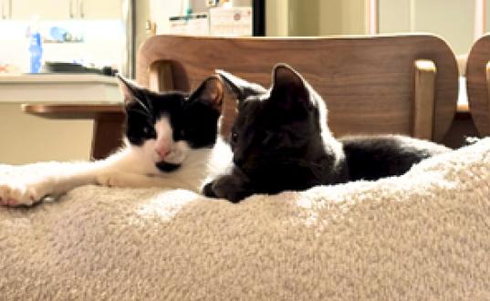 Enlarge Dusty and Puffin, a Adoptable American Shorthair in Union City, NJ image 4/6