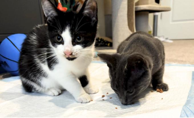 Enlarge Dusty and Puffin, a Adoptable American Shorthair in Union City, NJ image 3/6
