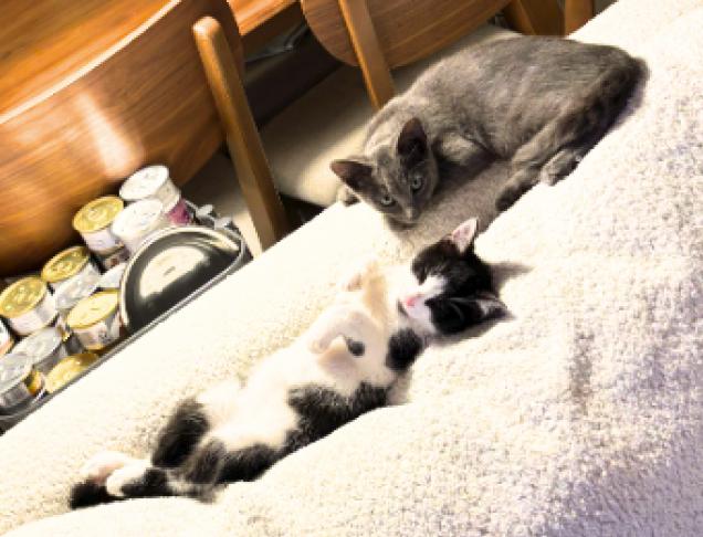 Enlarge Dusty and Puffin, a Adoptable American Shorthair in Union City, NJ image 6/6