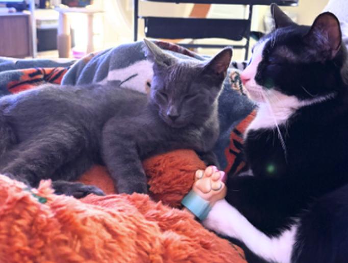 Dusty and Puffin, Adoptable, Young Male American Shorthair.