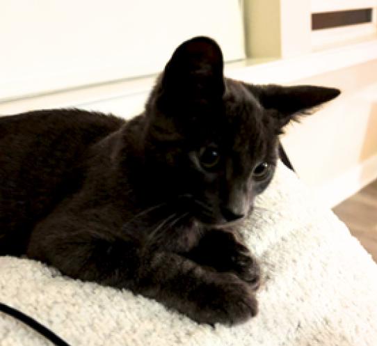 Enlarge Dusty and Puffin, a Adoptable American Shorthair in Union City, NJ image 5/6