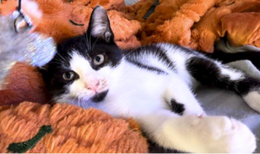 Enlarge Dusty and Puffin, a Adoptable American Shorthair in Union City, NJ image 2/6