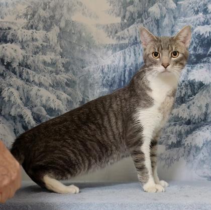 Potato Chip — thumbnail 3